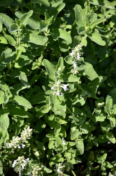 Nepeta racemosa 'Alba'